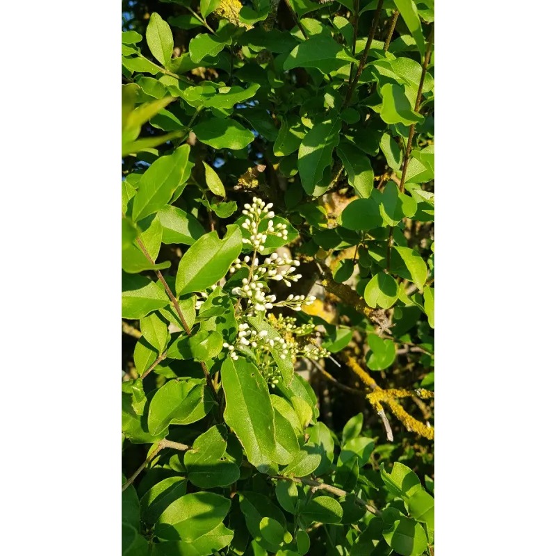 Ligustrum ovalifolium / Troène de Californie / Conteneur de 7 à 10 litres