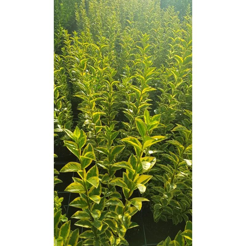 Ligustrum ovalifolium 'Aureum' / Troène doré / Conteneur de 3 à 4 litres