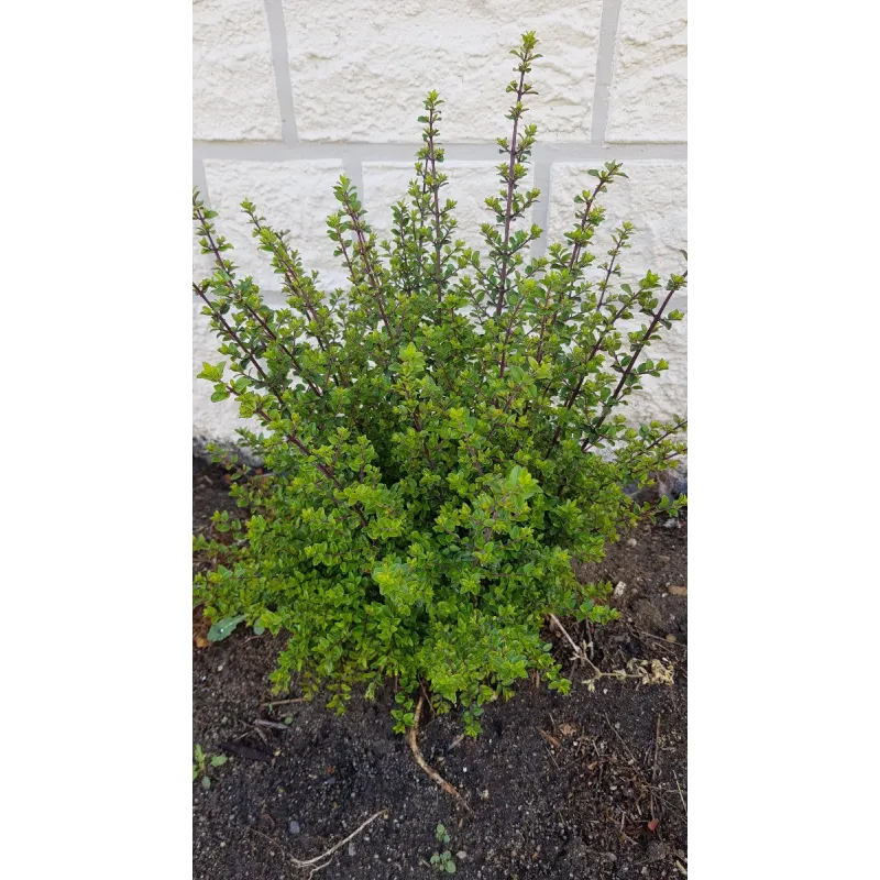 Lonicera nitida / Chèvrefeuille arbustif / Conteneur de 3 à 4 litres