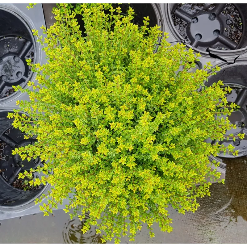 Lonicera nitida 'Panmin' / Chèvrefeuille boule à feuilles de Buis / Conteneur de 3 à 4 litres