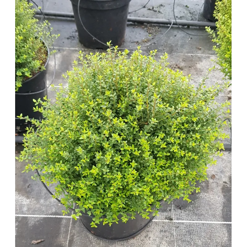 Lonicera nitida 'Panmin' / Chèvrefeuille boule à feuilles de Buis / Conteneur de 7 à 10 litres