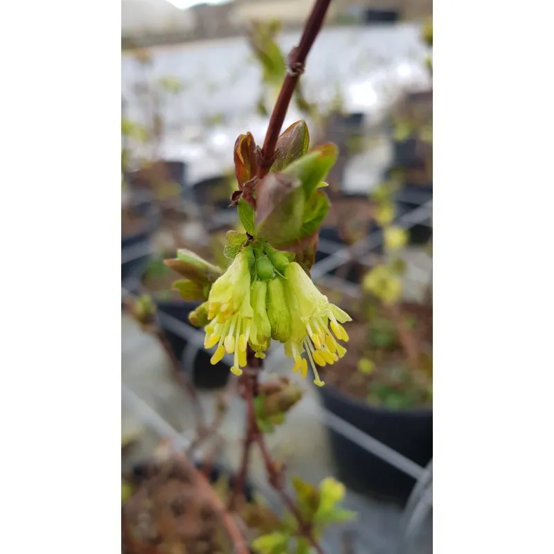 Lonicera Kamtschatica 'Duet' / Baie de Mai 'Duet' / Conteneur de 3 à 4 litres