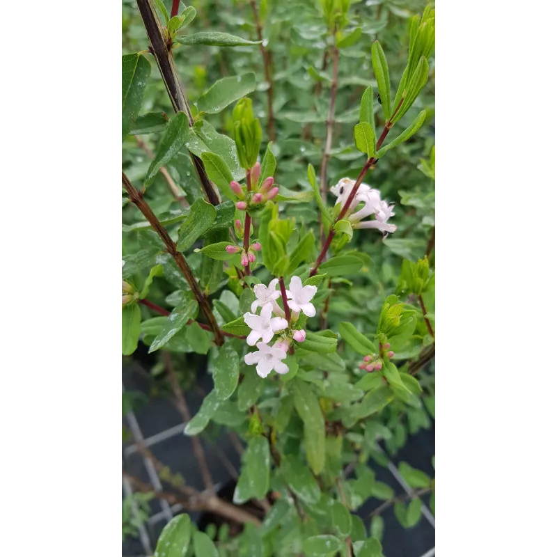 Lonicera syringantha / Chèvrefeuille à fleurs de lilas / Conteneur de 3 à 4 litres
