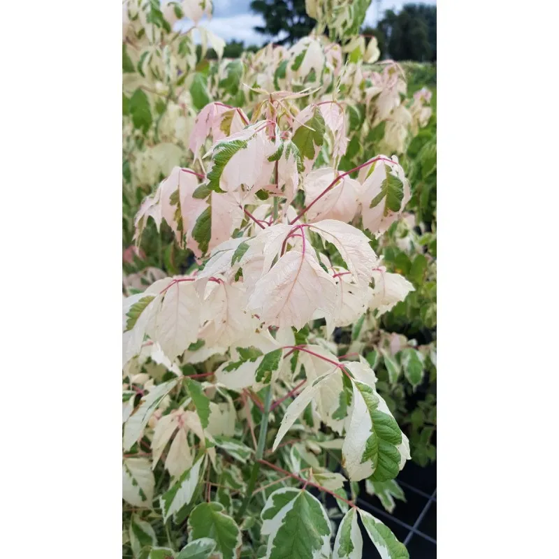 Acer negundo 'Flamingo' / Érable à feuille de frêne panaché de rose et crème / Conteneur de 7 à 10 litres / Touffe
