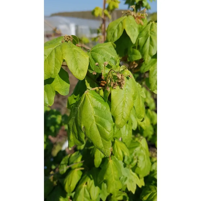 Acer campestre / Erable champêtre / Conteneur de 3 à 4 litres