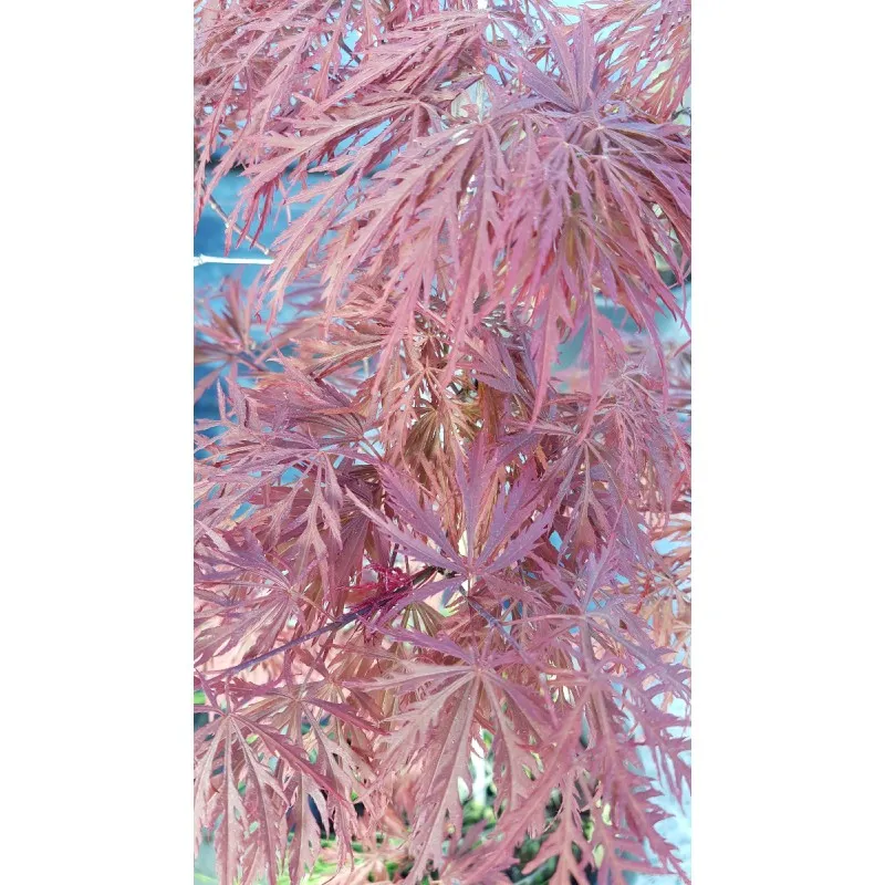 Acer palmatum 'Bloodgood' / Erable du Japon pourpre / Conteneur de 3 à 4 litres