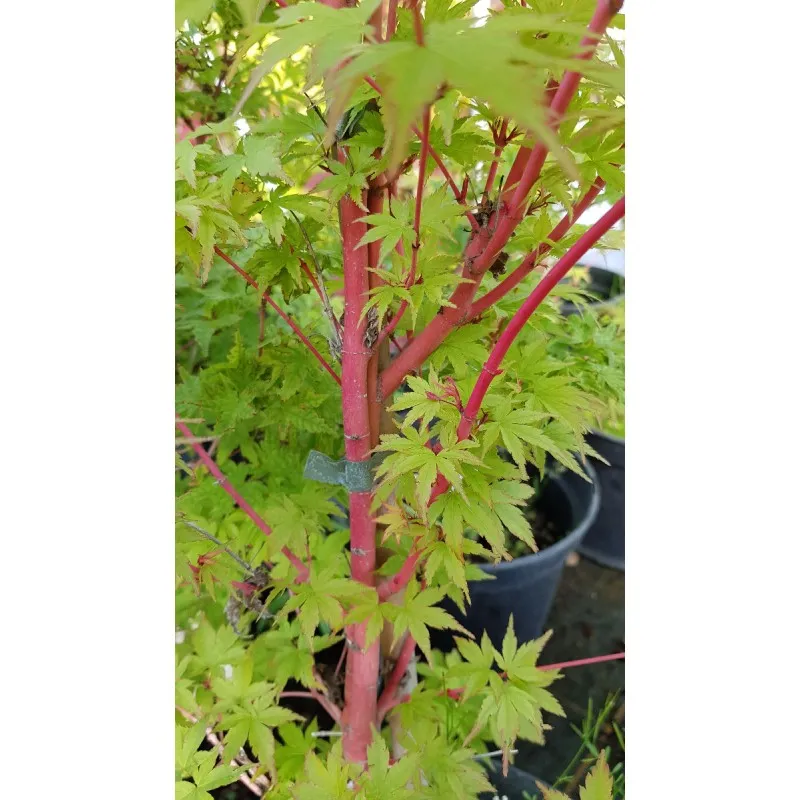 Acer palmatum 'Sangokaku' / Erable du Japon à l'écorce rouge corail / Conteneur de 3 à 4 litres