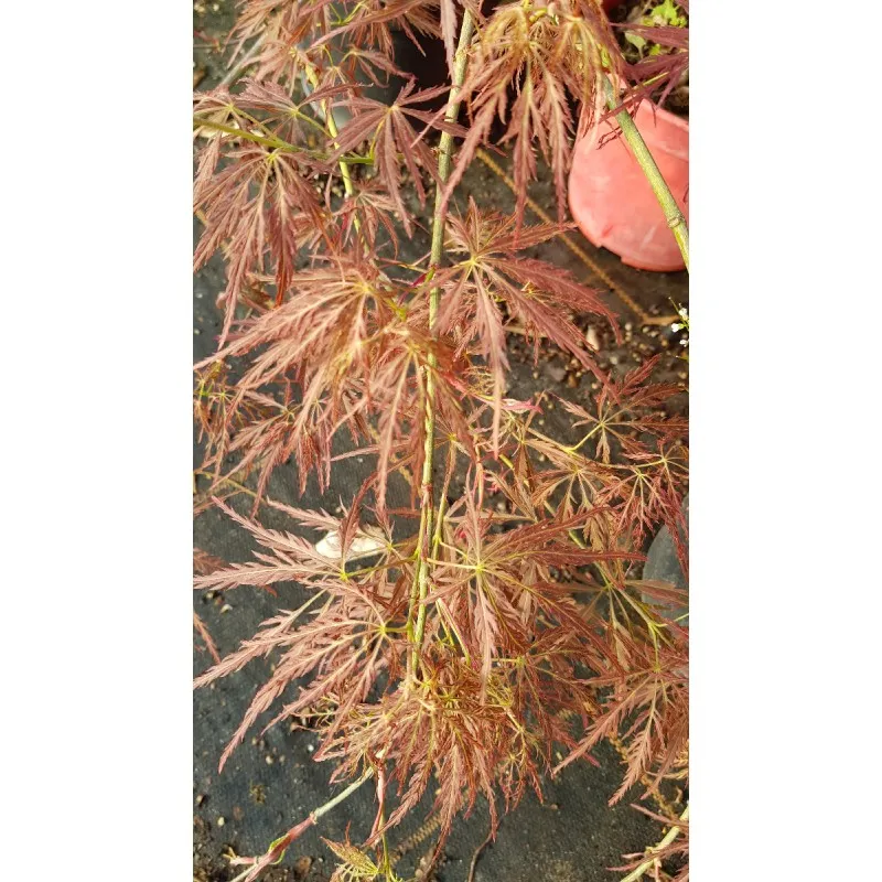 Acer palmatum dissectum 'Garnet' / Erable du Japon à feuilles rouge très découpées / Conteneur de 3 à 4 litres