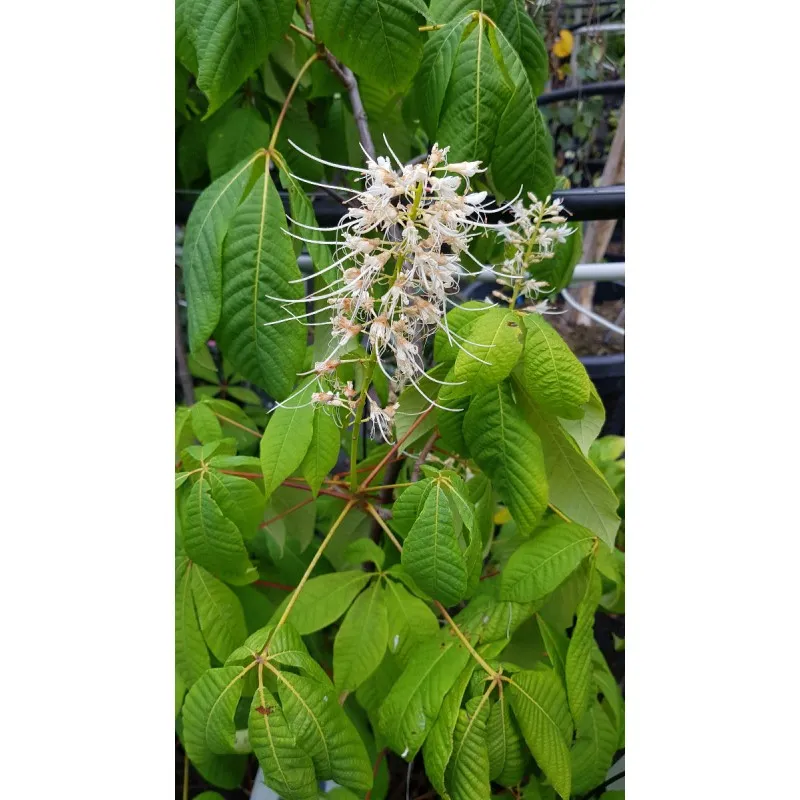 Aesculus parviflora / Pavier blanc / Conteneur de 7 à 10 litres / Touffe