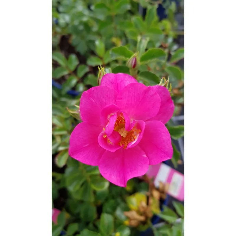DECOROSIER EMERA® 'Noatraum' / Rosier paysager fuschia EMERA® / Conteneur de 2 à 2.9 litres