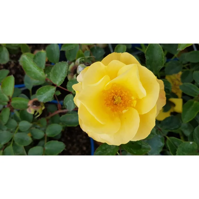 DECOROSIER SOLEYA® 'Noa71610' / Rosier paysager jaune nuancé SOLEYA® / Conteneur de 2 à 2.9 litres