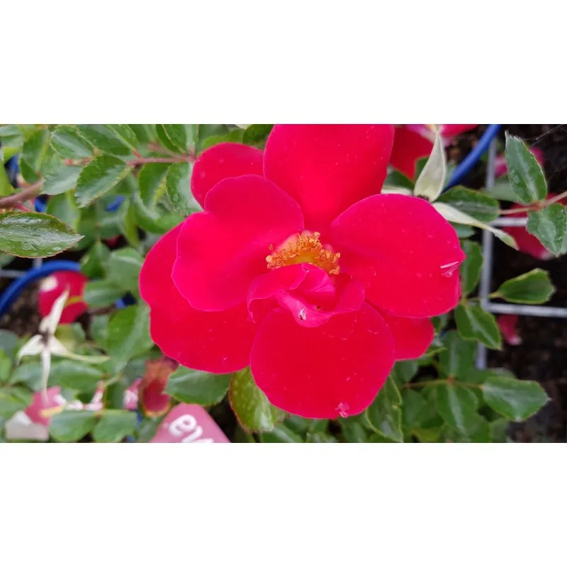 DECOROSIER NEW VESUVIA® / Rosier paysager rouge à coeur jaune NEW VESUVIA® / Conteneur de 2 à 2.9 litres