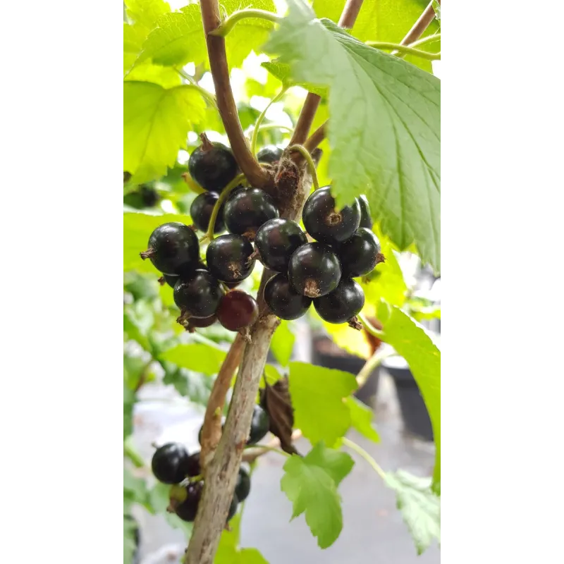 Ribes nigrum 'Blackdown' / Cassissier 'Blackdown' / Conteneur de 3 à 4 litres