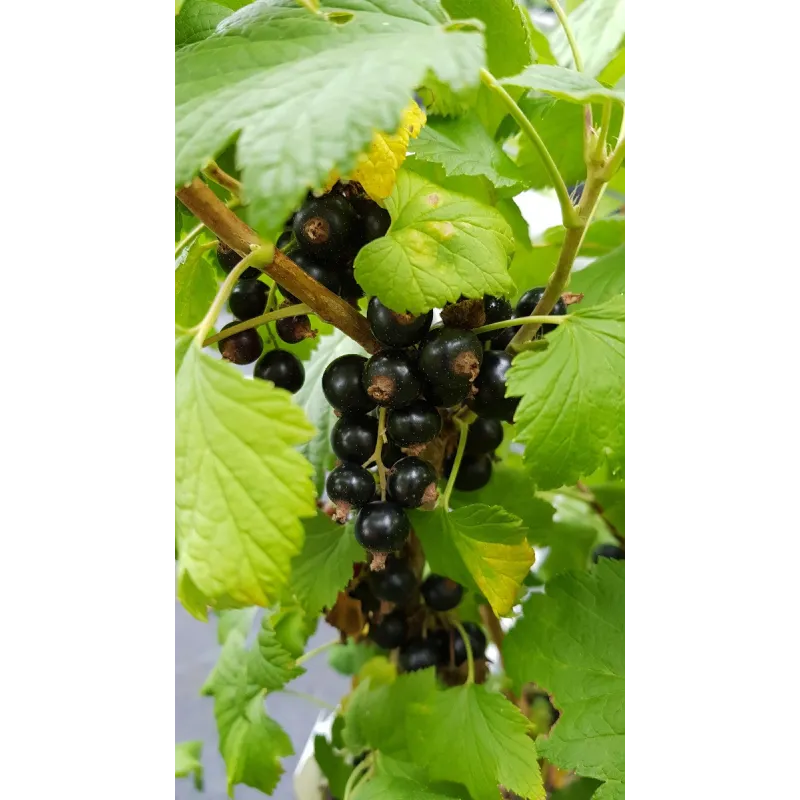 Ribes nigrum 'Noir de Bourgogne' / Cassissier 'Noir de Bourgogne' / Conteneur de 7 à 10 litres