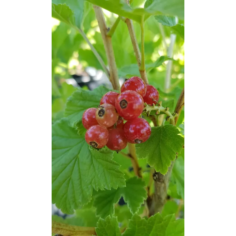 Ribes rubrum 'Red Lake' / Groseillier à grappes 'Red Lake' / Conteneur de 3 à 4 litres