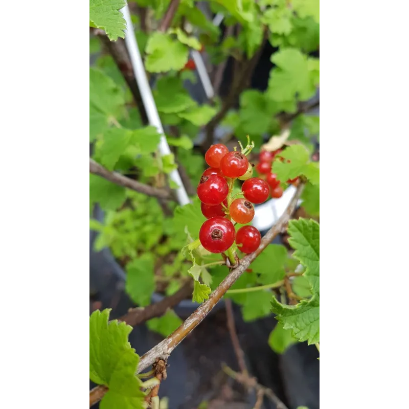 Ribes rubrum 'London Market' / Groseillier à grappes 'London Market' / Conteneur de 3 à 4 litres