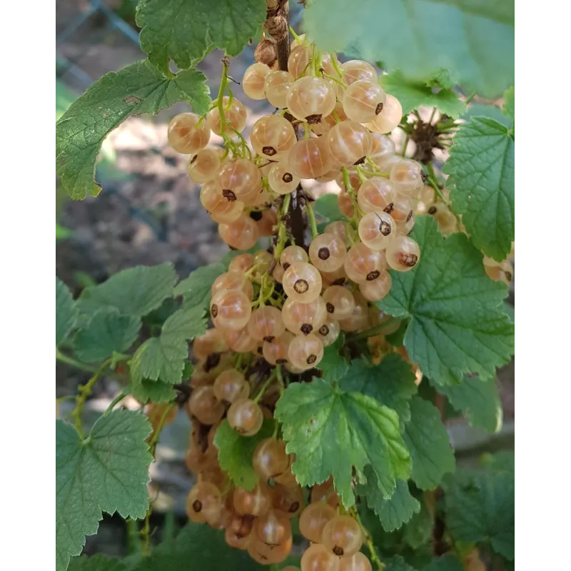 Ribes rubrum 'Cerise Blanche' / Groseillier à grappes 'Cerise Blanche' / Conteneur de 3 à 4 litres