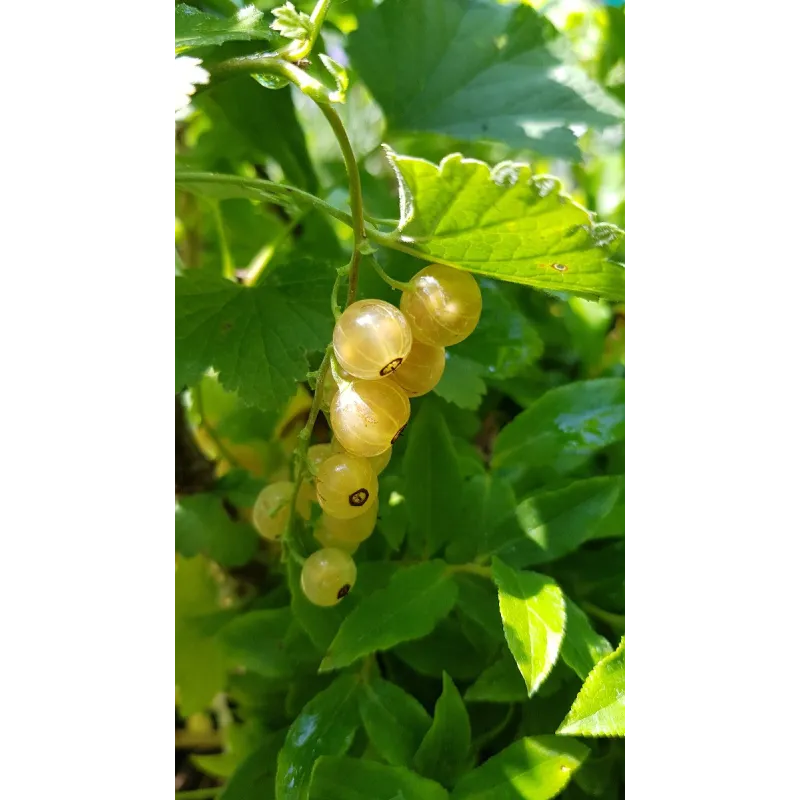 Ribes rubrum 'Versaillaise Blanche' / Groseillier à grappes 'Versaillaise Blanche' / Conteneur de 3 à 4 litres
