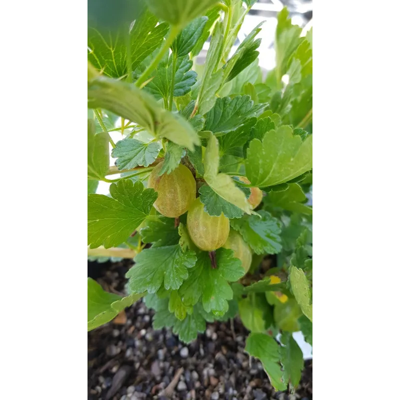 Ribes uva crispa 'Lady Delameen' / Groseillier à maquereau 'Lady Delameen' / Conteneur de 3 à 4 litres