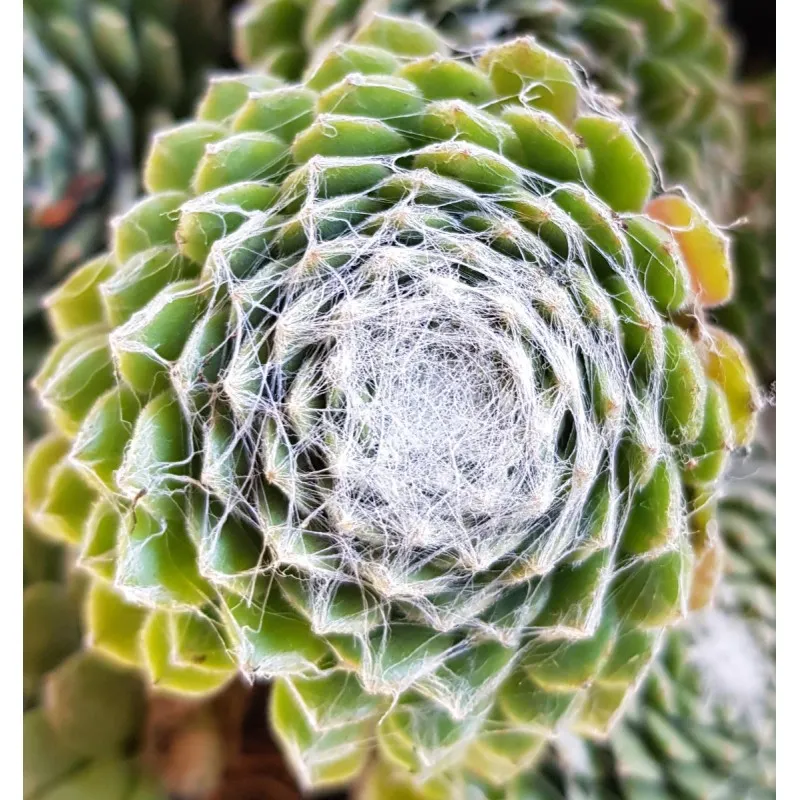 Sempervivum chick charms ® 'Cotton candy' / joubarbe à rosette vert et blanc au centre / Conteneur de 0.5 à 0.9 litres / Succule