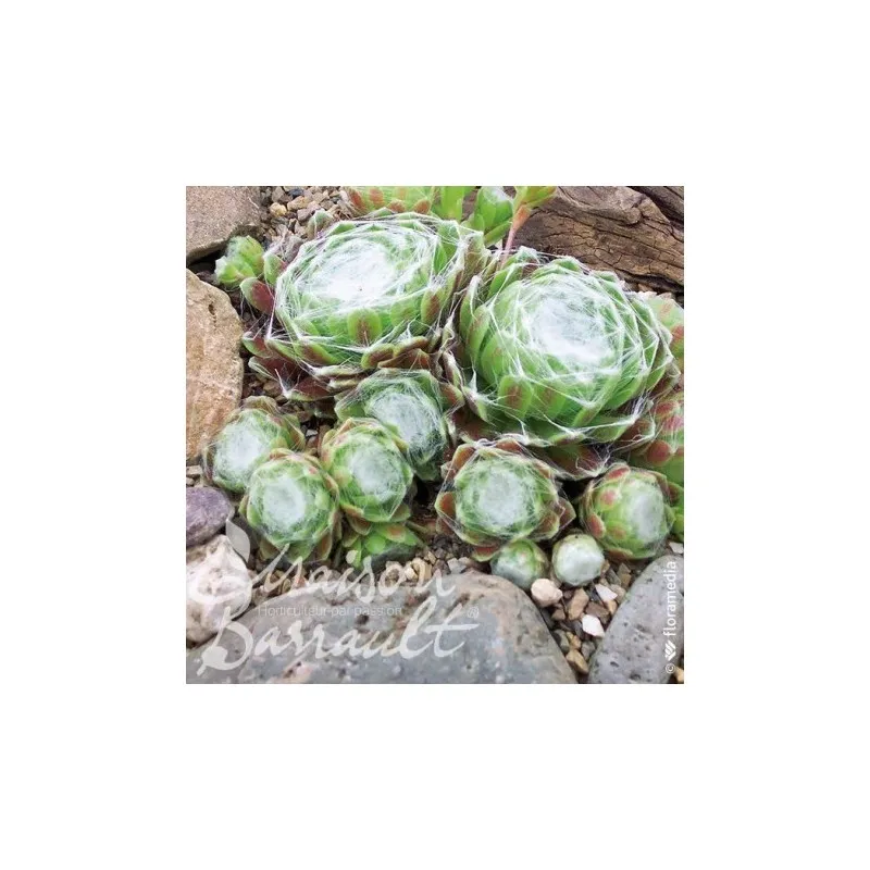 Sempervivum x tomentosa / Joubarbe arachnoideum / Godet / Succulente