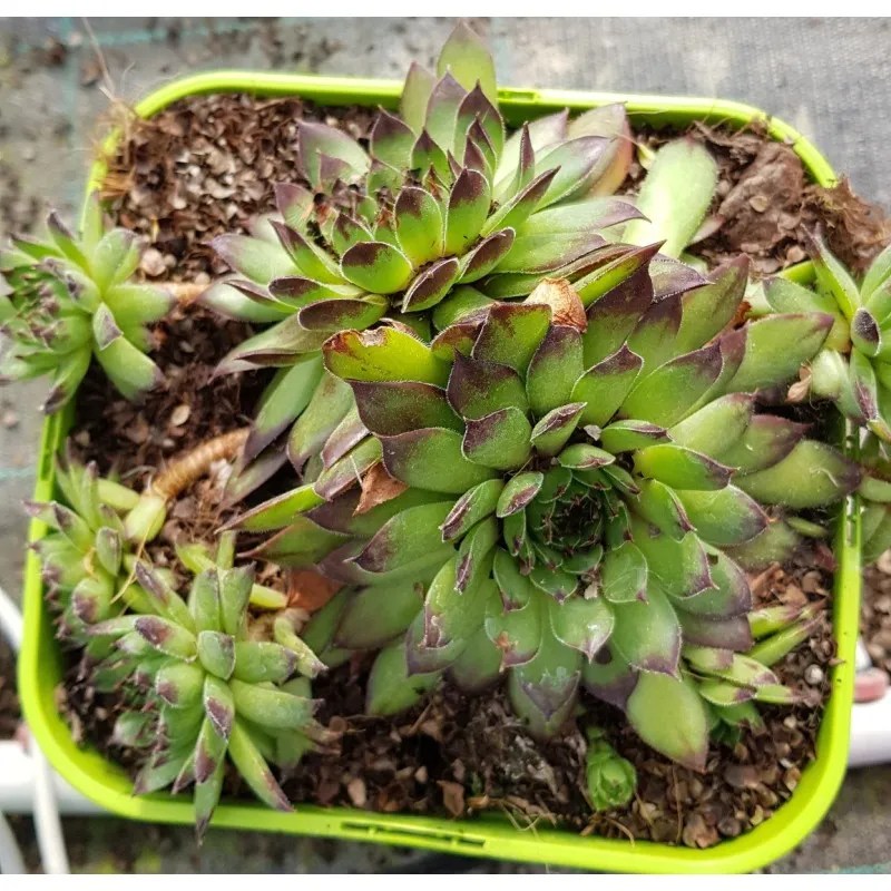 Sempervivum 'Black Top' / Joubarbe à rosette verte à pointes pourpres / Conteneur de 3 à 4 litres / Succulente