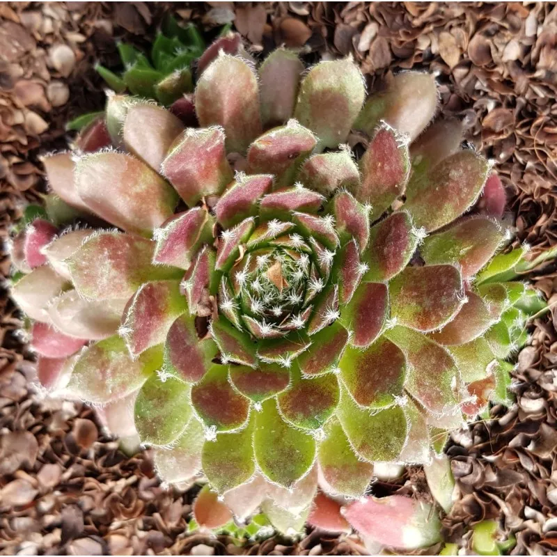 Sempervivum 'Cassiopea' / Joubarbe à rosette verte et violines / Conteneur de 3 à 4 litres / Succulente