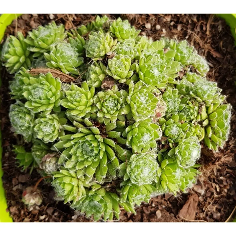 Sempervivum 'Sirius' / Joubarbe à rosette verte et coeur blanc / Conteneur de 3 à 4 litres / Succulente