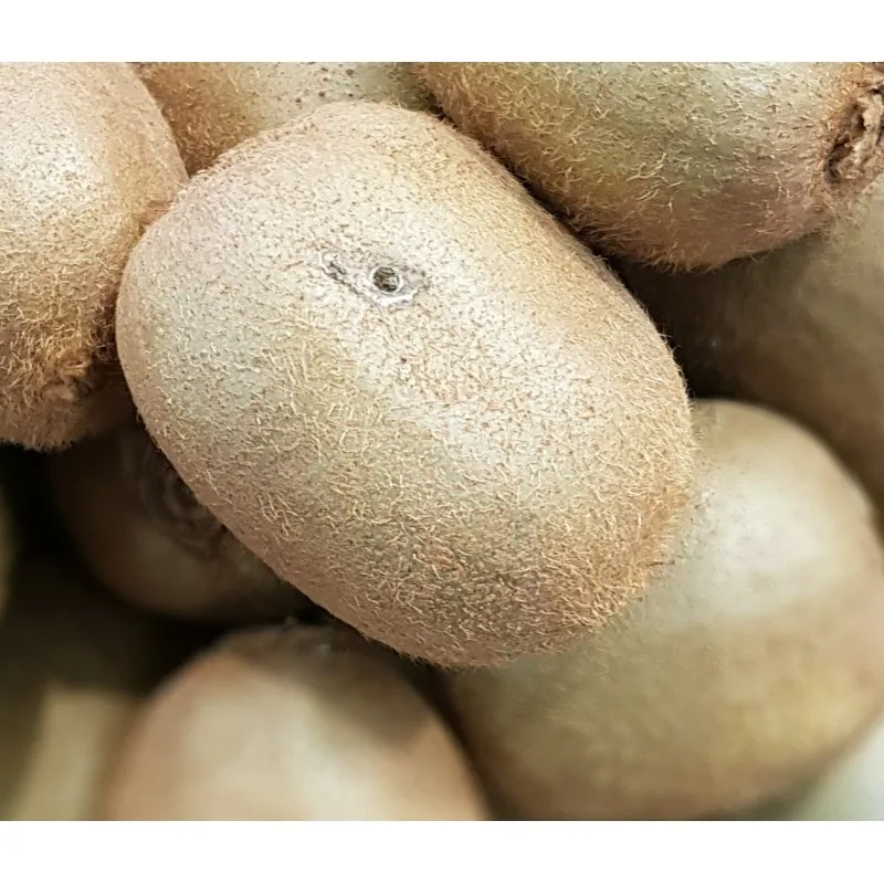 Actinidia deliciosa Solissimo®'Renact' / Kiwi Solissimo®'Renact' (Autofertile) / Conteneur de 3 à 4 litres