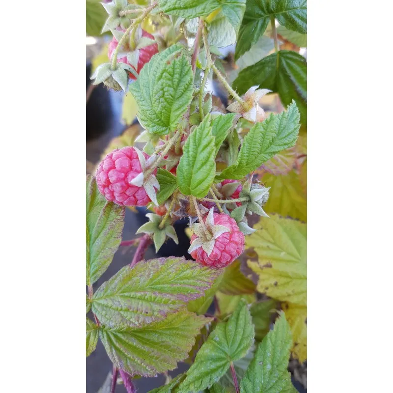 Rubus idaeus 'Versailles' / Framboisier 'Versailles' (Remontant) / Conteneur de 3 à 4 litres