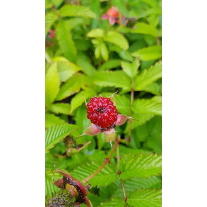 Rubus illecebrosus / Framboisier fraise (Non remontant) / Conteneur de 3 à 4 litres
