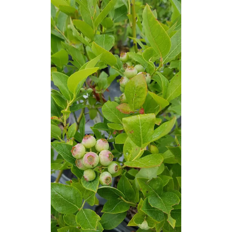 Vaccinium corymbosum 'Ivanhoe' / Myrtillier 'Ivanhoe' / Conteneur de 3 à 4 litres