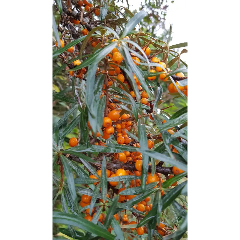 Hippophae rhamnoides 'Friesdorfer Orange' / Argousier autofertile / Conteneur de 3 à 4 litres