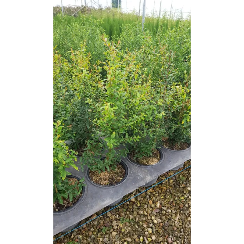 Punica granatum 'Parfianca' / Grand grenadier à fruit / Conteneur de 3 à 4 litres