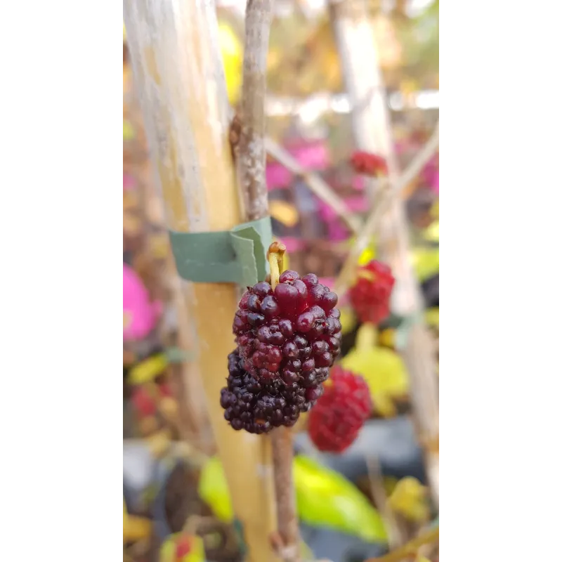 Morus rotundiloba MOJO BERRY® 'Matsunaga' / Mûrier à lobes ronds MOJO BERRY® / Conteneur de 3 à 4 litres