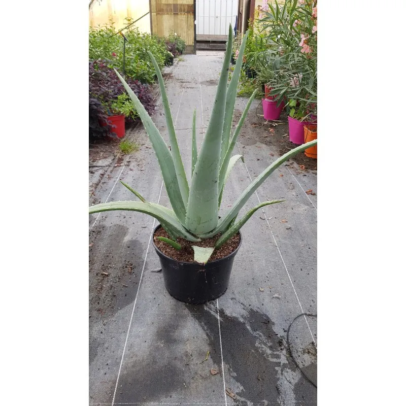 Aloe vera (In Vitro) / Aloès des barbades / Conteneur de 7 à 10 litres
