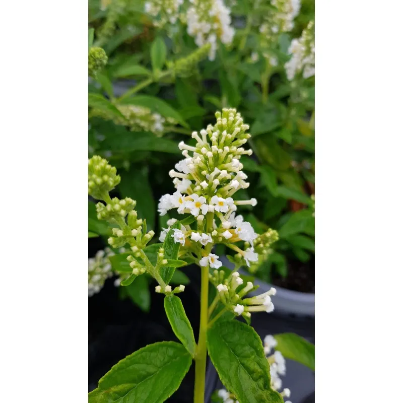 Buddleia x WHITE CHIP® 'Ice Chip' / Arbre aux papillons nain blanc / Conteneur de 3 à 4 litres