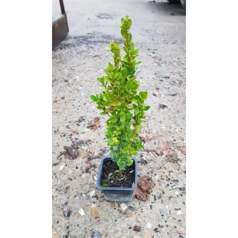 Buxus sempervirens 'Château' par 10 / Buis à bordures / 10 Godets