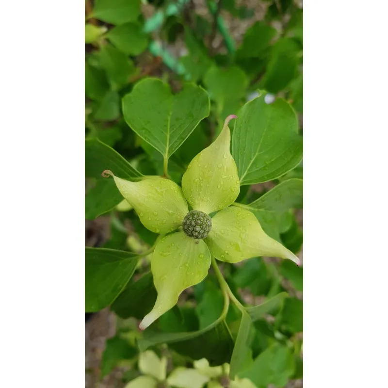 Cornus kousa 'Big Apple' / Cornouiller à grandes fleurs blanches et gros fruits / Conteneur de 3 à 4 litres