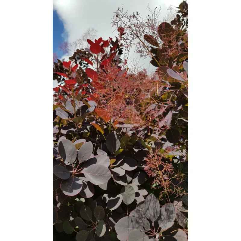 Cotinus dummeri 'Rubrifolius' / Arbre à perruque / Conteneur de 3 à 4 litres