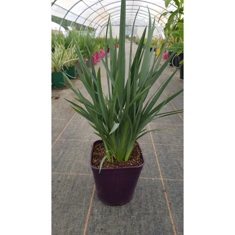 Dianella caerulea CASSA BLUE® ‘DBB03’ / Plante aux Turquoises / Conteneur de 3 à 4 litres