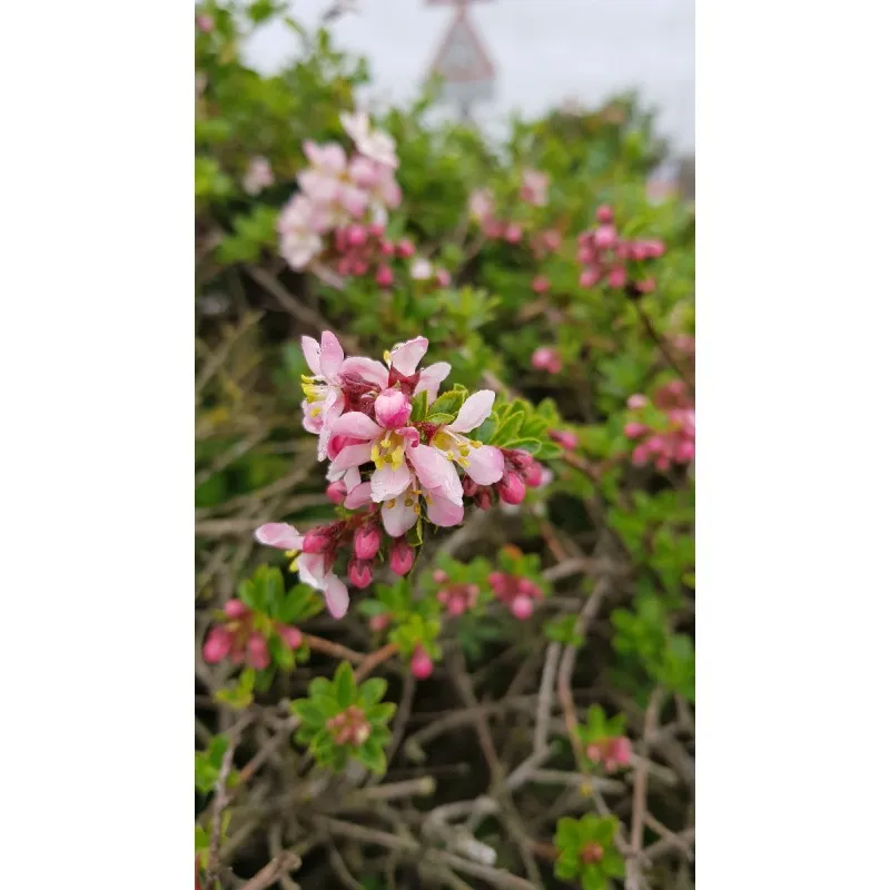 Escallonia virgata 'Apple Blossom' / Escallonia à fleur de Pommier / Conteneur de 3 à 4 litres