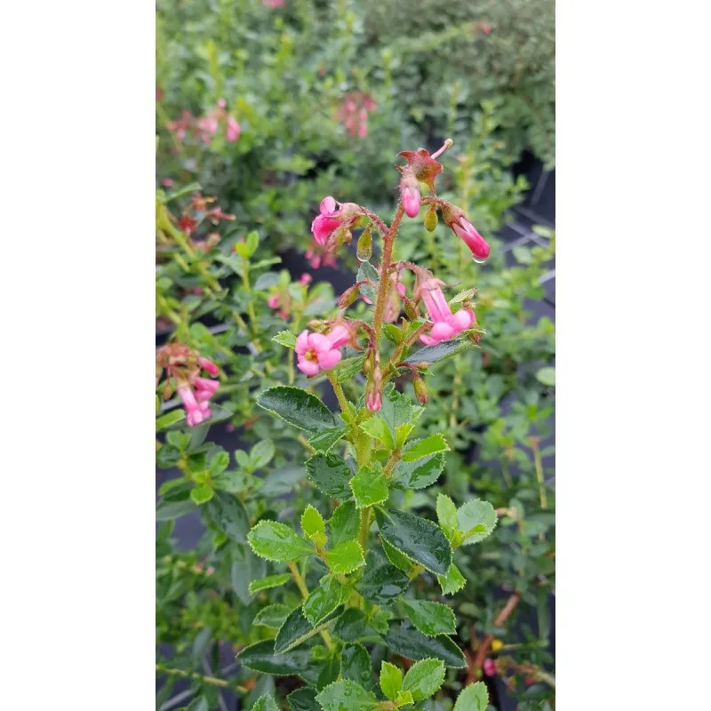 Escallonia x 'Cardinalis' / Escallonia à fleur rose vif / Conteneur de 3 à 4 litres