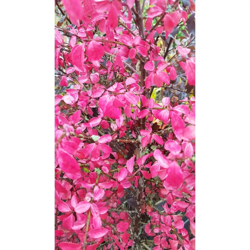 Euonymus alatus / Fusain à bois ailé / Conteneur de 7 à 10 litres