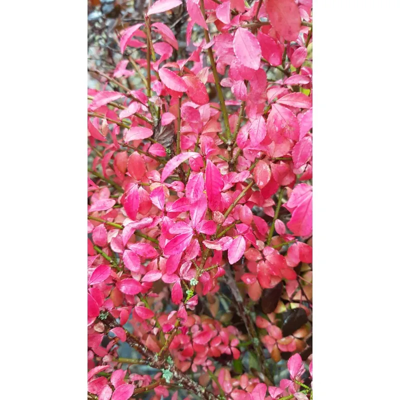 Euonymus alatus 'Compactus' / Fusain à bois ailé compact / Conteneur de 3 à 4 litres