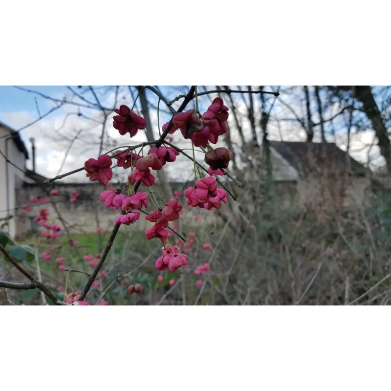 Euonymus europaeus 'Red Cascade’ / Fusain d’Europe / Conteneur de 3 à 4 litres