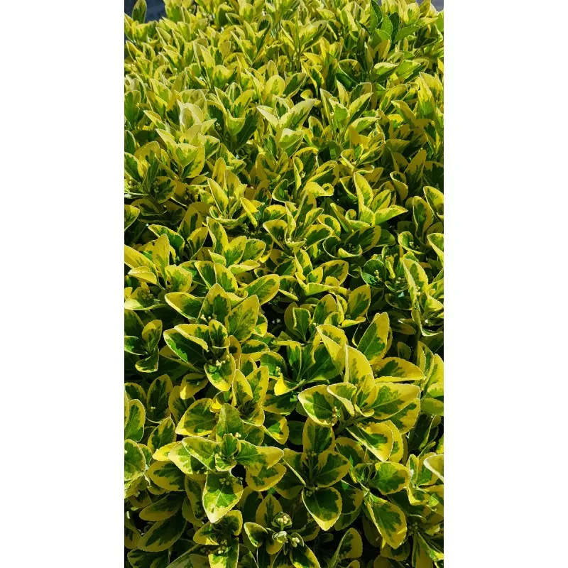 Euonymus japonicus 'Aureomarginatus' / Fusain du Japon panaché jaune / Conteneur de 3 à 4 litres