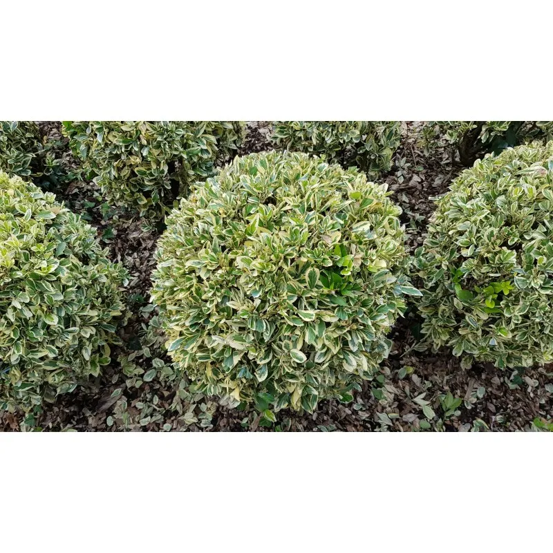 Euonymus japonicus 'Bravo' / Fusain du Japon panaché crème / Conteneur de 7 à 10 litres