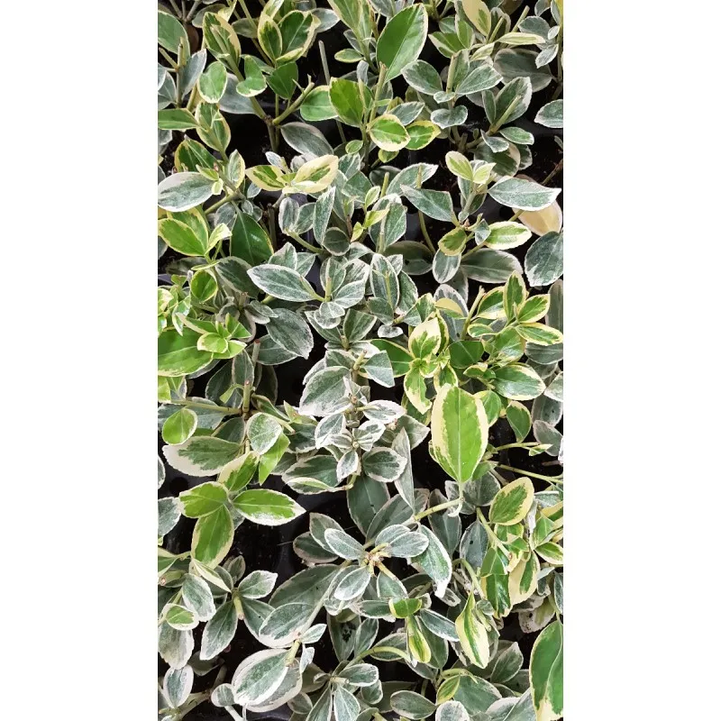 Euonymus japonicus 'Président Gauthier' / Fusain du Japon panaché crème / Conteneur de 3 à 4 litres