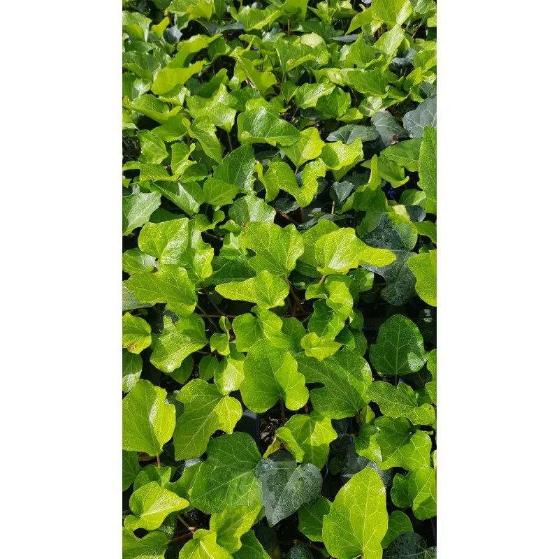Hedera algeriensis 'Bellecour'® / Lierre des canaries / 25 Godets